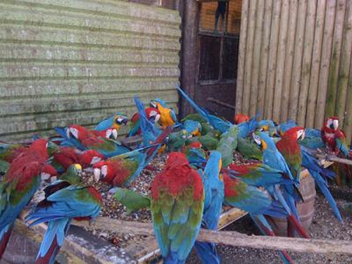Daftar Harga African Grey Parrot Terbaru 2016 Harga Burung