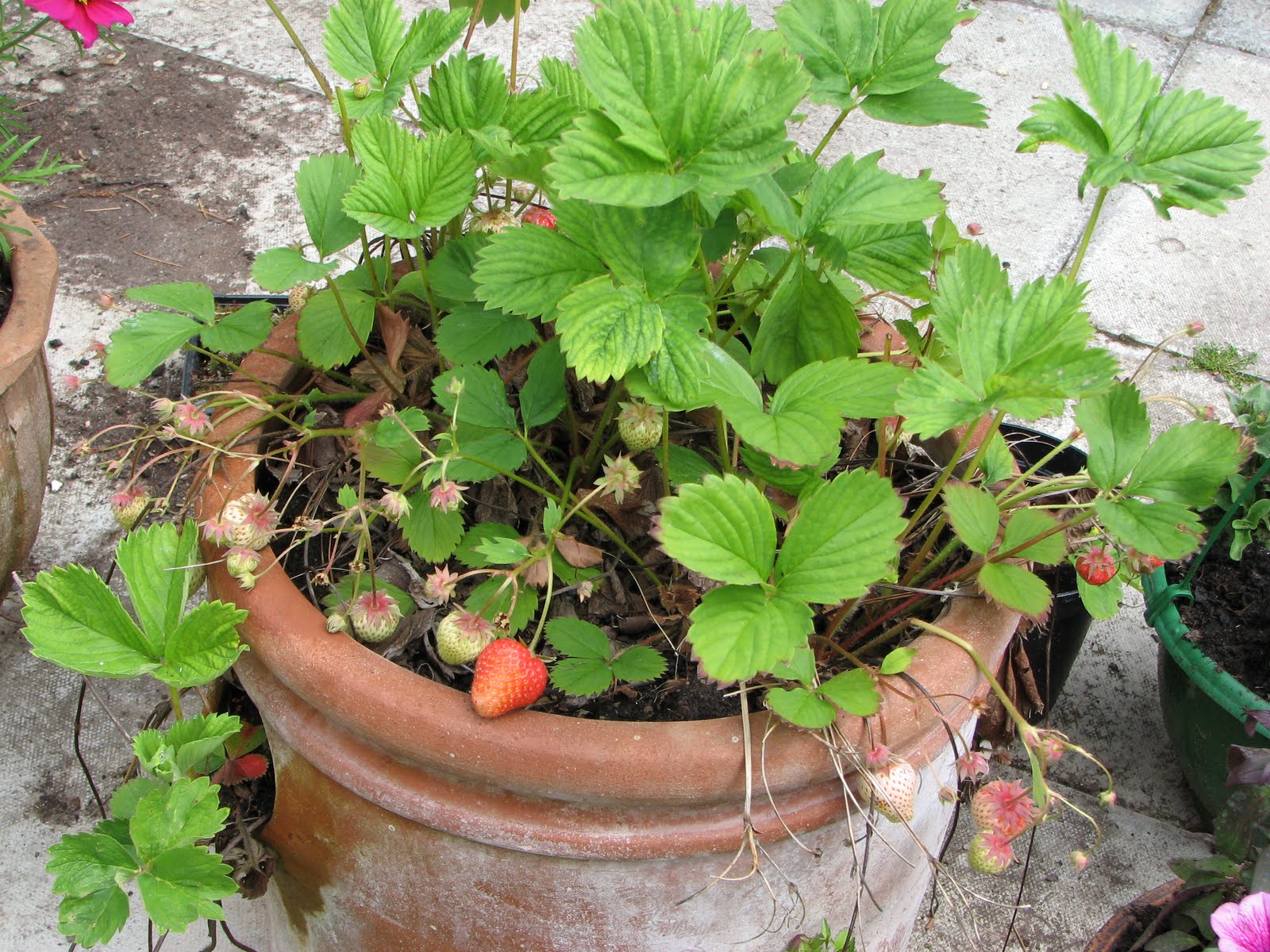 Alpine Currant Home Decorating Ideasbathroom Interior Design