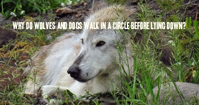 why do dogs walk in a circle before lying white wolf why do wolves and dogs walk in a circle before lying why do dogs walk in a circle before lying white wolf why do wolves and dogs walk in a circle before lying