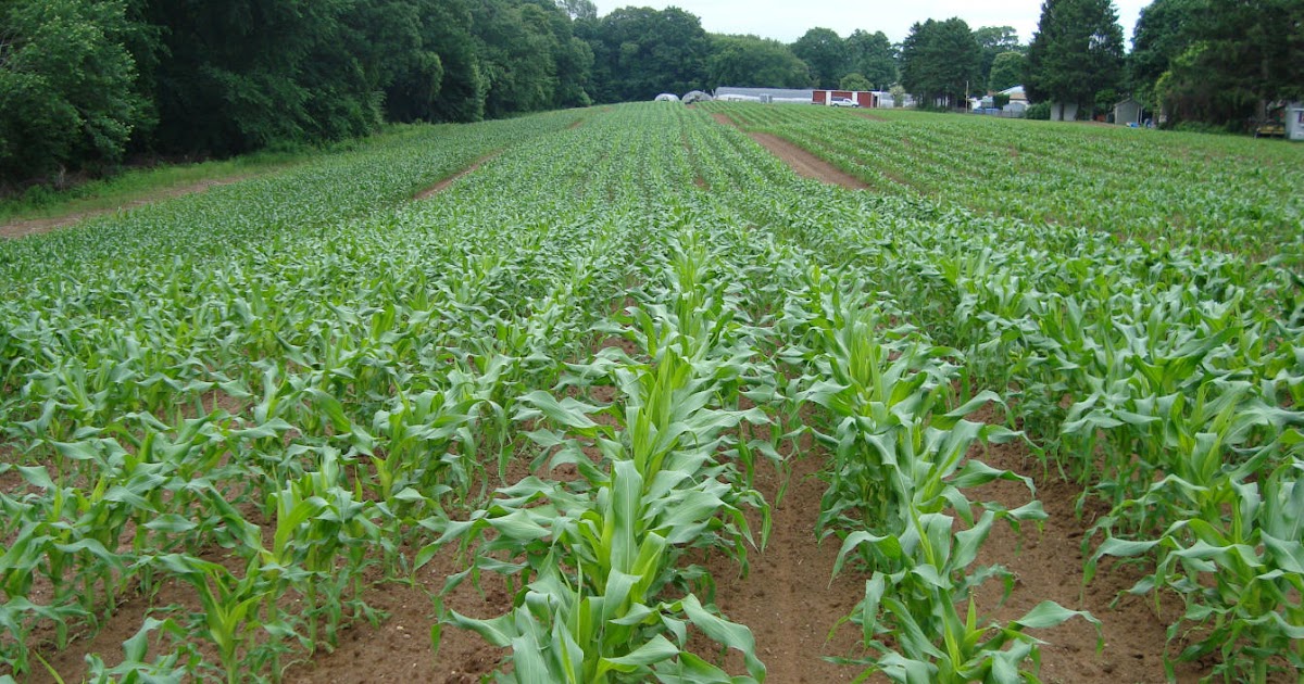 Economics Finance Investment & Stuff Corn Crop Planting At Third