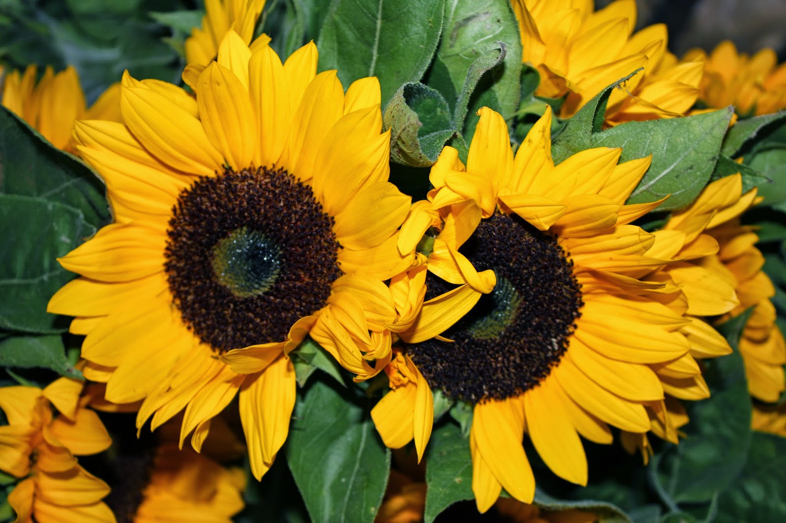 Simply Santa Barbara Sunflowers en Provence