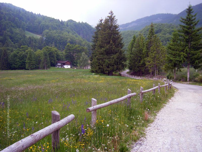 capriolo sui dossi