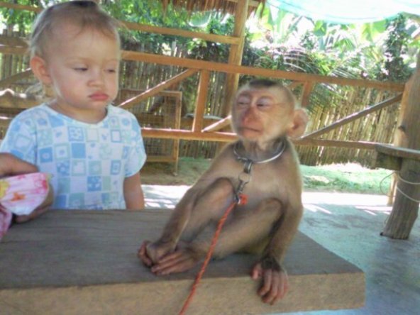 cinta monyet sukar