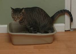 My Cat Keeps Going Outside The Litter Box My Cat Keeps Going Outside The Litter Box