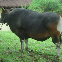gambar peternakan sapi gambar peternakan sapi