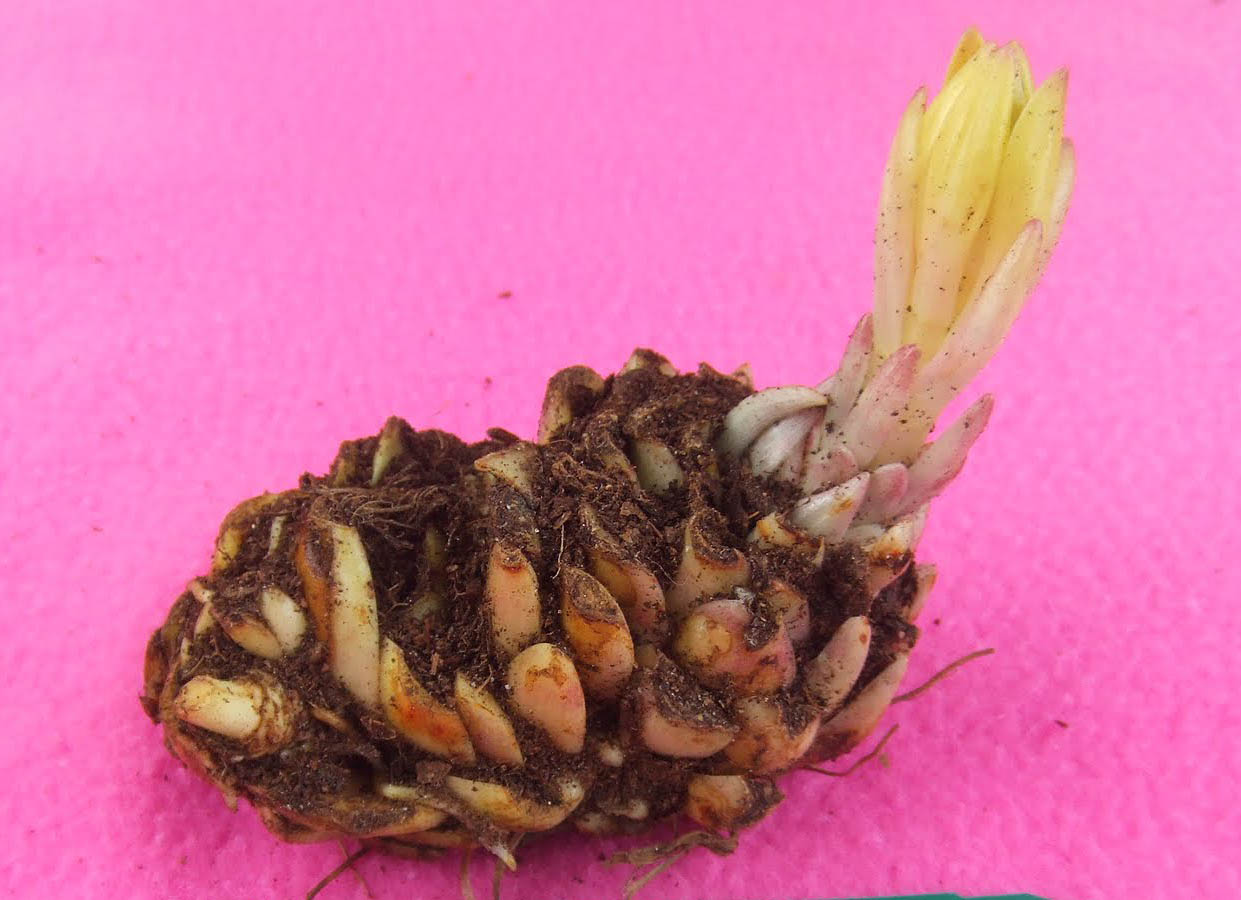 Bloomingwriter Gardening in Nova Scotia There's Lilies and then there