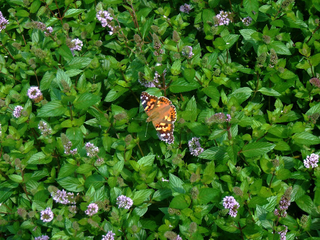 Butterfly in t he Peppermint Patch