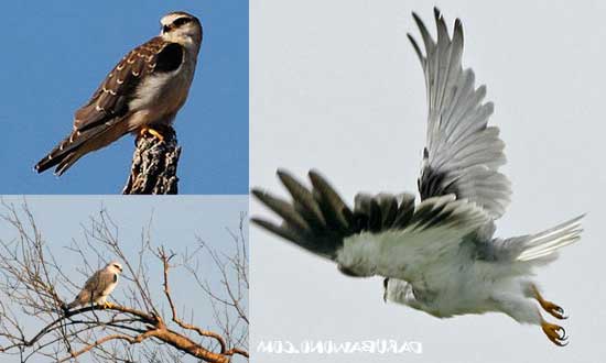 6 Jenis Burung Alap Alap Penangkap Tikus Falcon Informasi