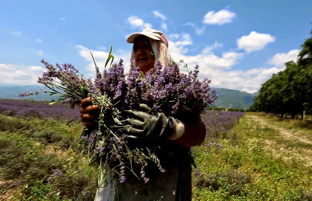 Bulgaria vào mùa hoa oải hương
