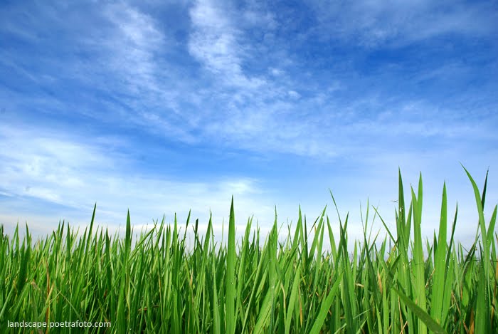 Gambar Sawah Hijau Warna Warni Kubangkondang Gambar Sawah Hijau Warna Warni Kubangkondang