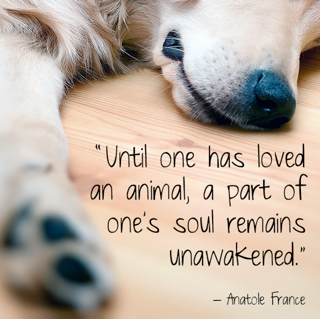 Hubble & Hattie Famous animal quotes