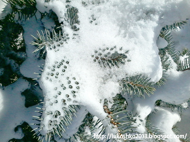 Иголки сквозь снег! Лукошко Элси