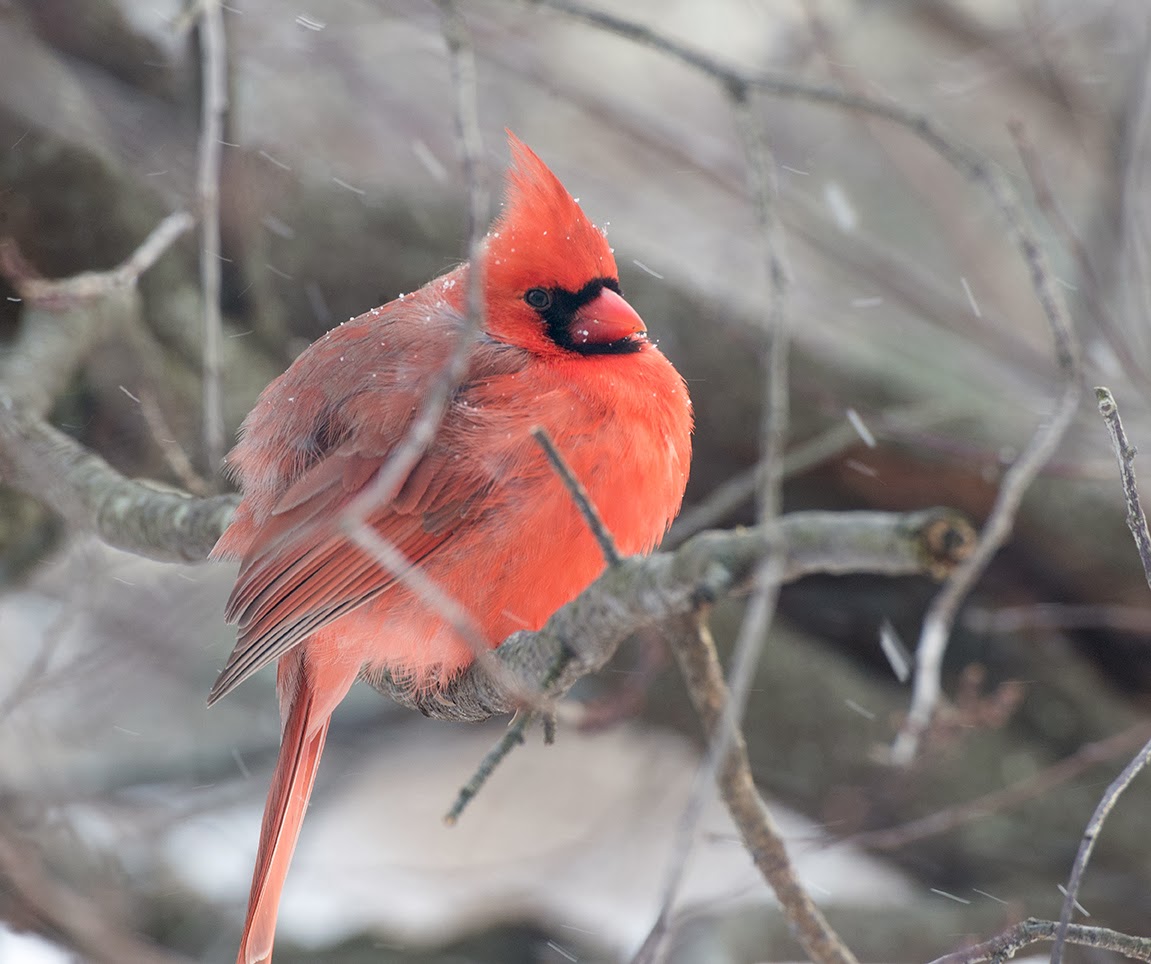 Cardinal