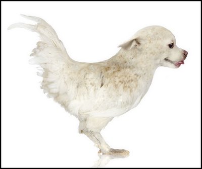 6 Hewan Hasil Rekayasa (Photoshop) Terkeren