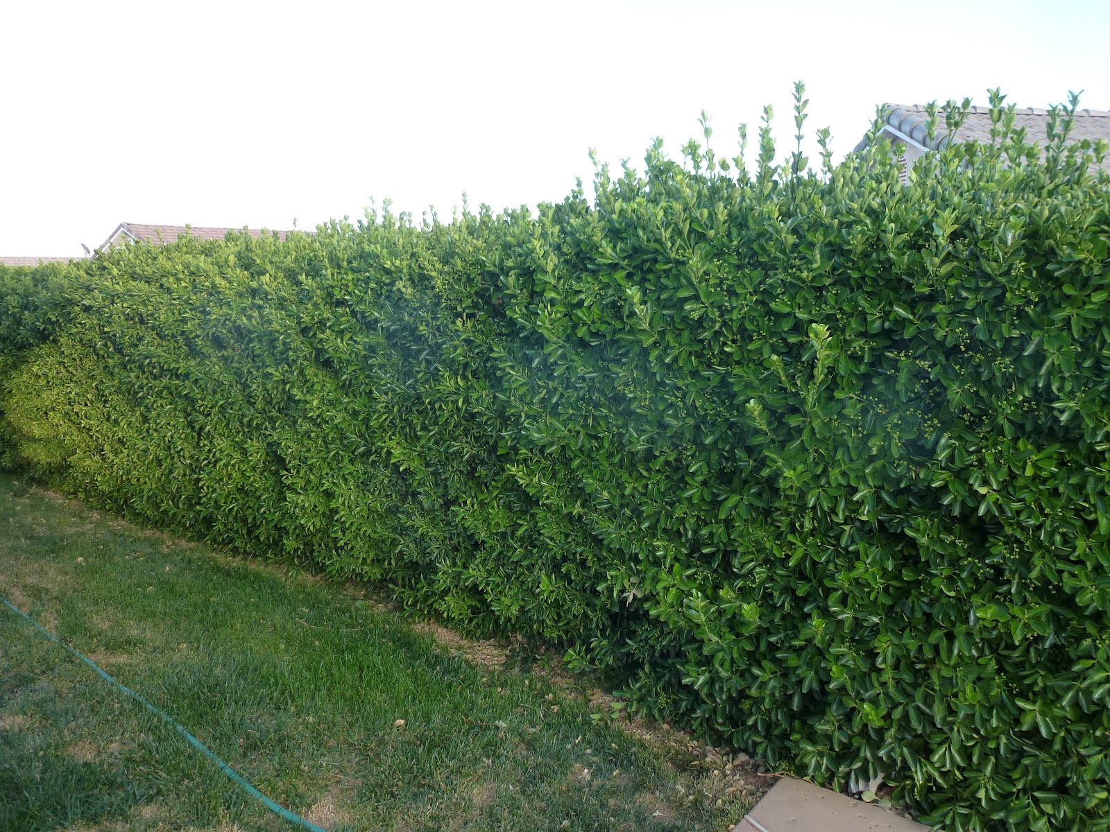 What are some fast-growing privacy hedges?