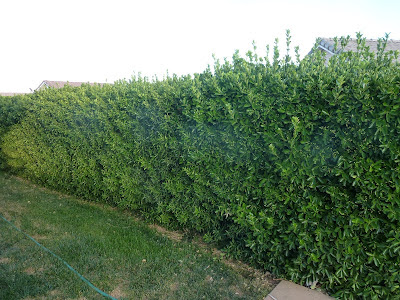 Pro Turf Landscaping Shrub Blog Series Part Three Privacy