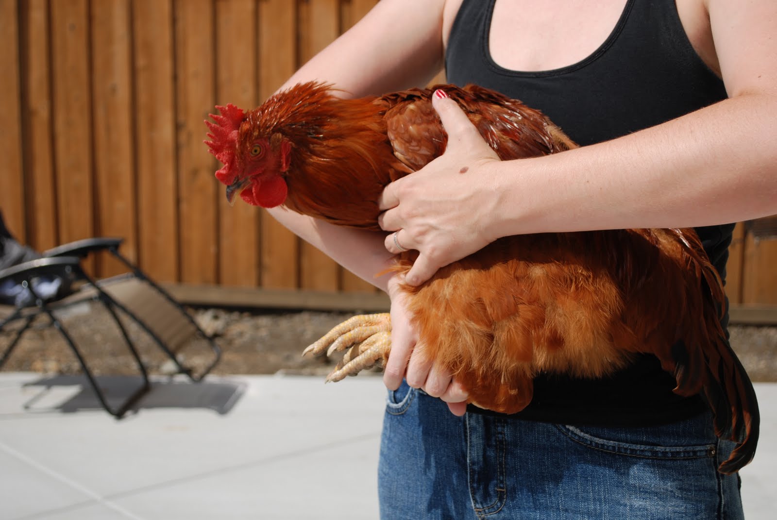 Jessica Bradshaw, Writer RIP Rooster