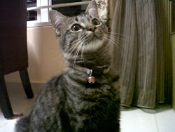 My beloved cat , Hitam