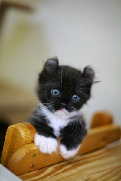 Top 5 Smallest Cat Breeds 