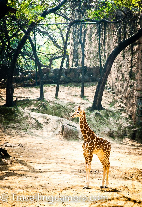 Delhi Zoo - National Zoological Park is one of the best places to