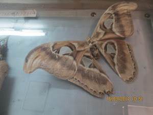 The " Atlas MOTH". Largest moth species in the World.