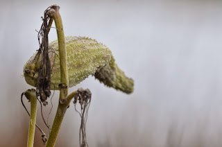 Misty Gray, copyright 2013, Stephanie Maatta Smith closed milkweed pod against water background