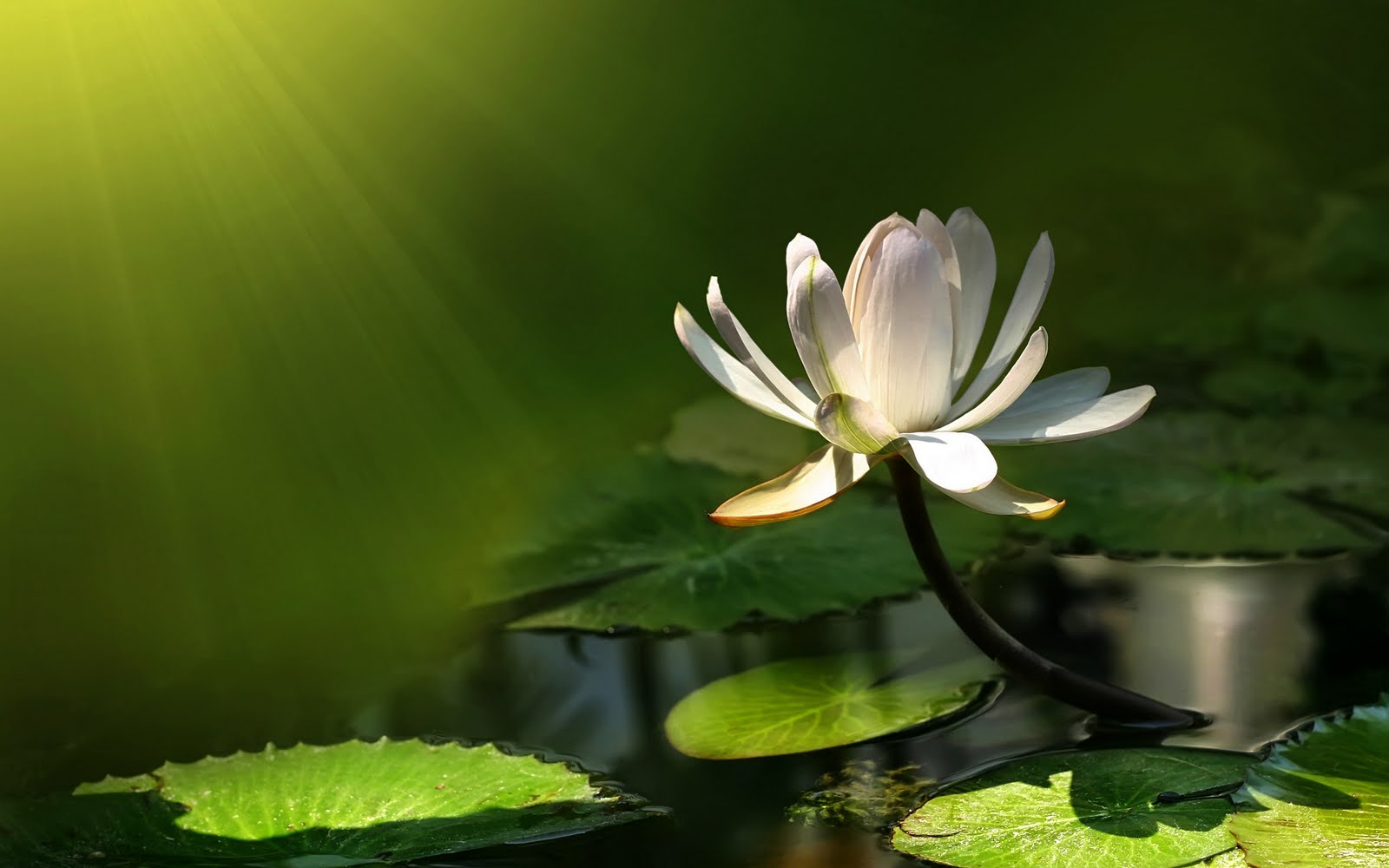 Banco de Imágenes Gratis: Hermosa flor blanca en el pantano (2560x1600px)