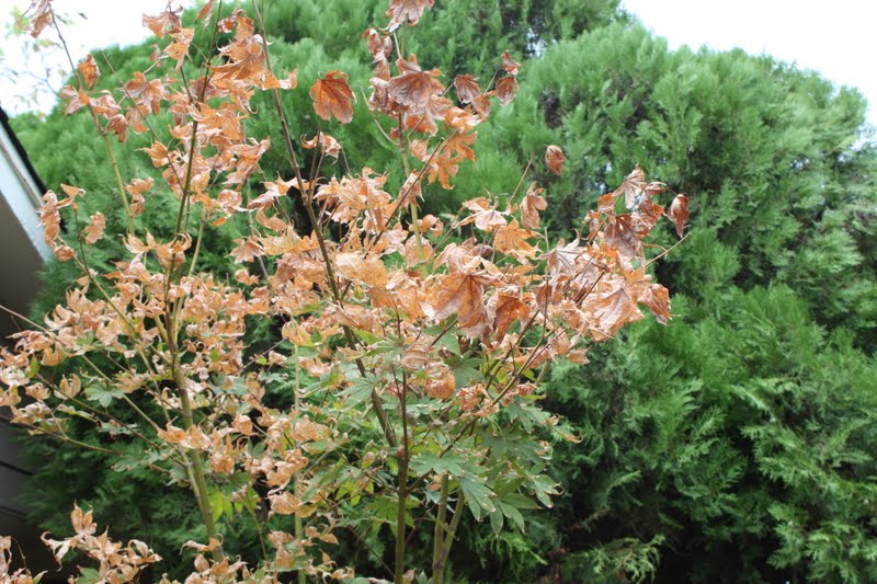 Drought and Record Breaking Heat 2011