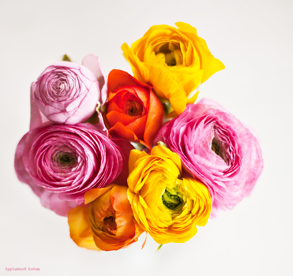 Ranunkeln Ranunculus Flowers Blumen