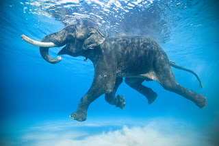 elephant swimming in water, lake, photography, hd 