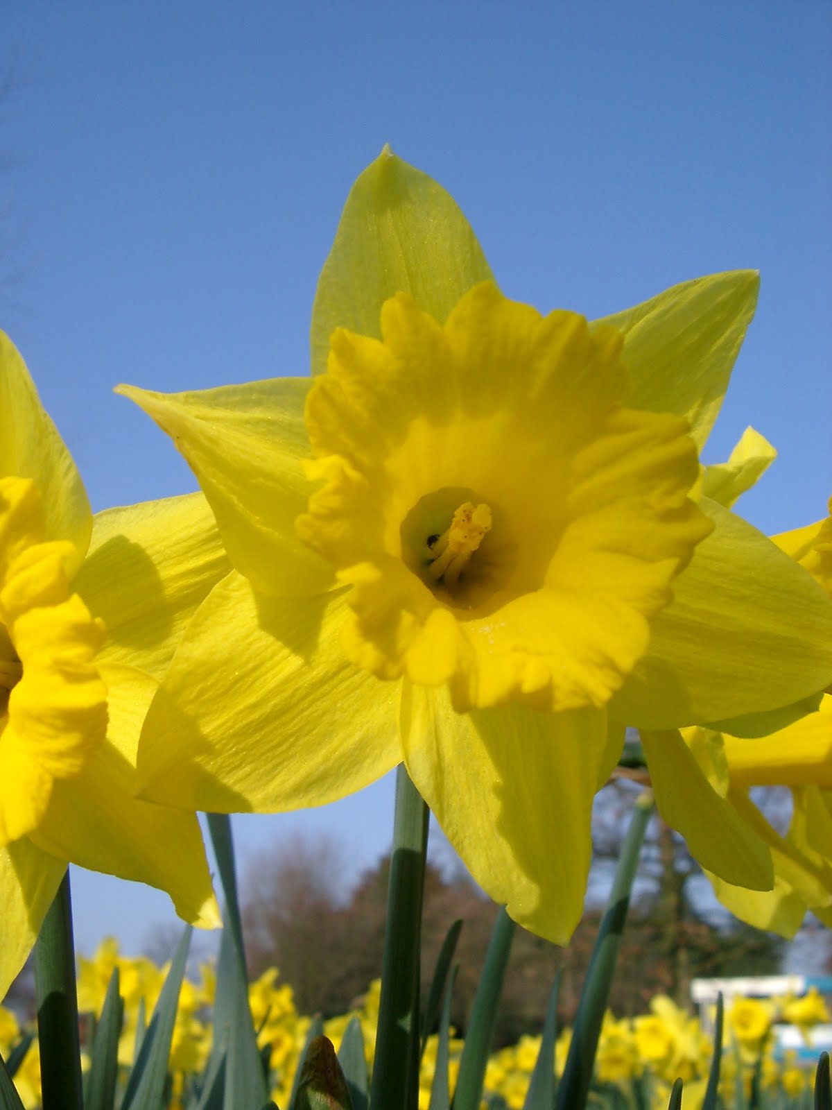 My Pharmacist Blog, from Berwick Pharmacy Cancer and Daffodil Day