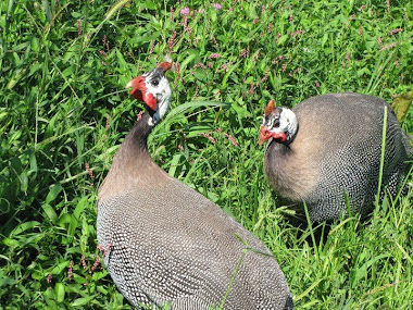 Guinea Fowl