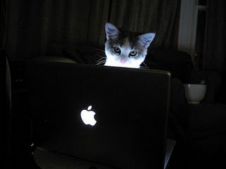 cat.kitty.kitten.kittie.sleep.sleepy.cute.lovely.cats.funny.lolcat.fun.computer.mac2.jpg