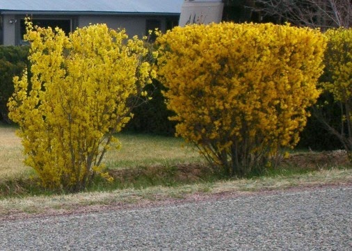 An Entire Wall Of Yellow Flowering Forsythia In Hedge Form