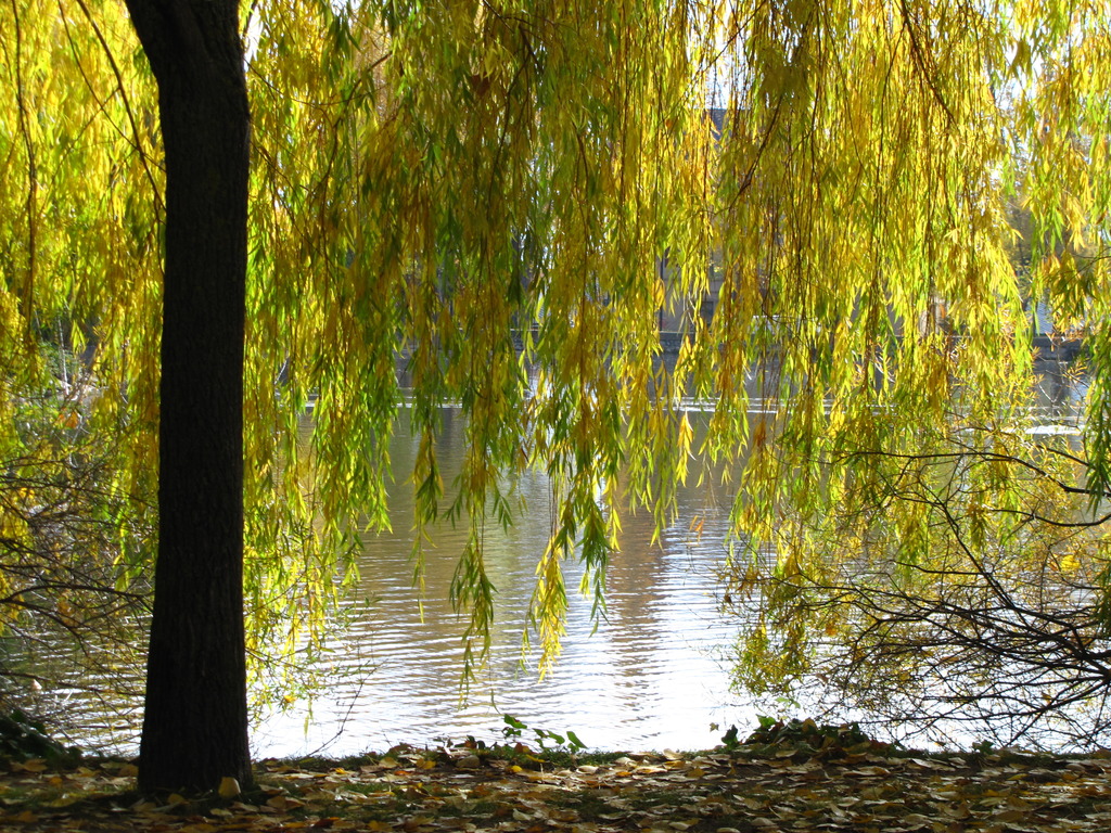 Flores y árboles Salix babylónica o Sauce llorón