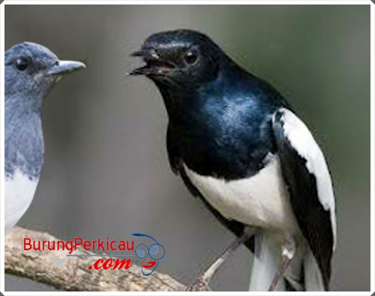 Cara Merawat Burung Kacer Cepat Bongkar Isian Merawat Burung Berkicau