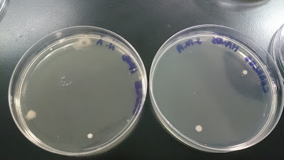 BIOLOGY FOR TECHNOLOGISTS' LABORATORY REPORTS: LAB 4 : SOURCES OF