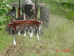 As garças-brancas-pequenas II