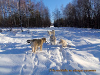 Psia rodzinka na śniegu