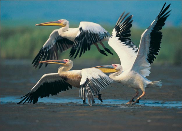 kmhouseindia: Pelicans kmhouseindia: Pelicans