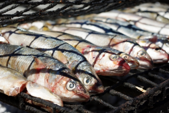 Interesting Events Hayvanlar