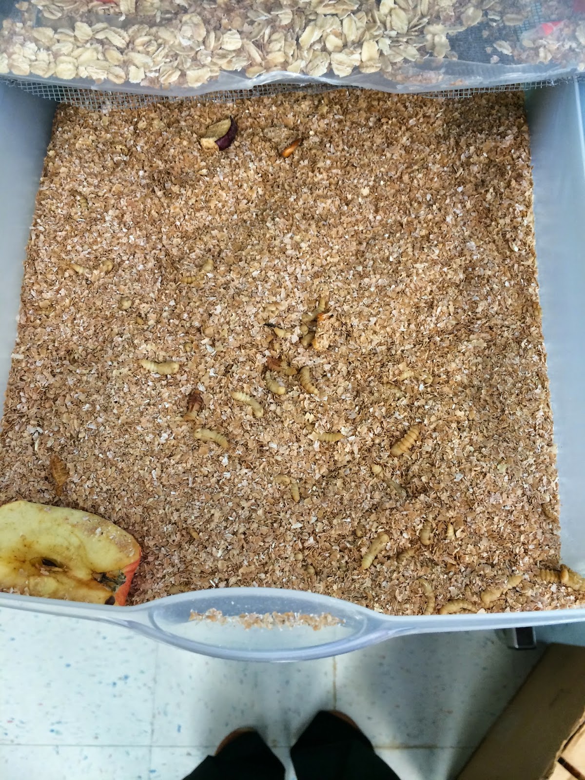 Miss Stetson's Classroom Mealworm Habitat for FOSS Science Kit