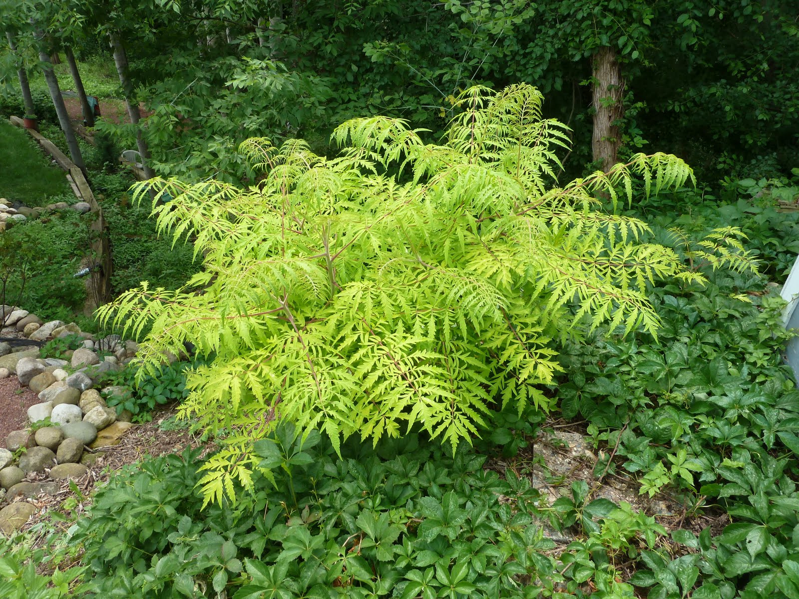 Beyond the Cheddar Curtain A Sumac Surprise
