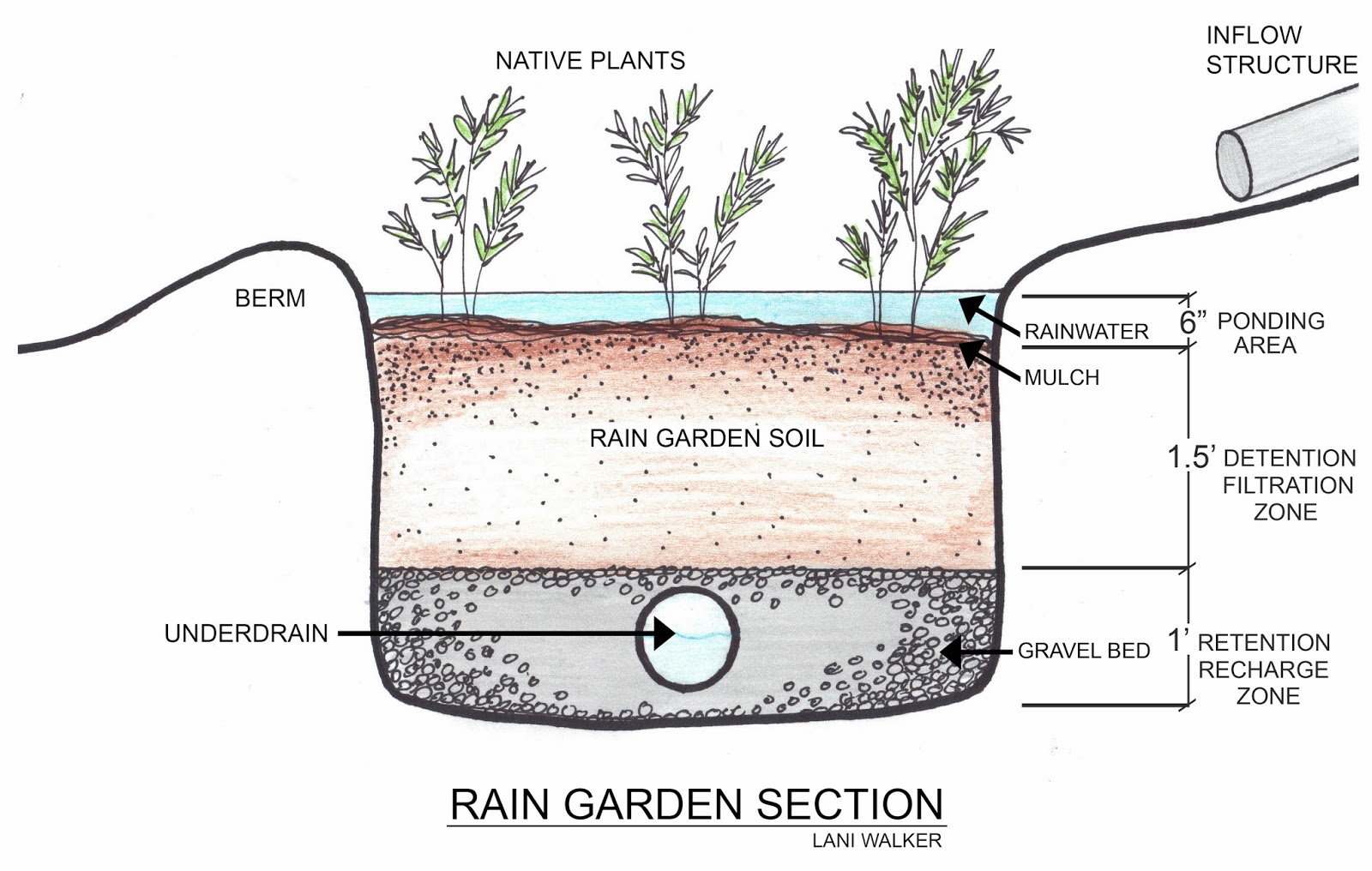 Salukitecture Rain Gardens