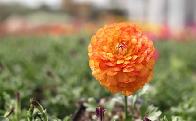 Persian Buttercup Flowers Pictures