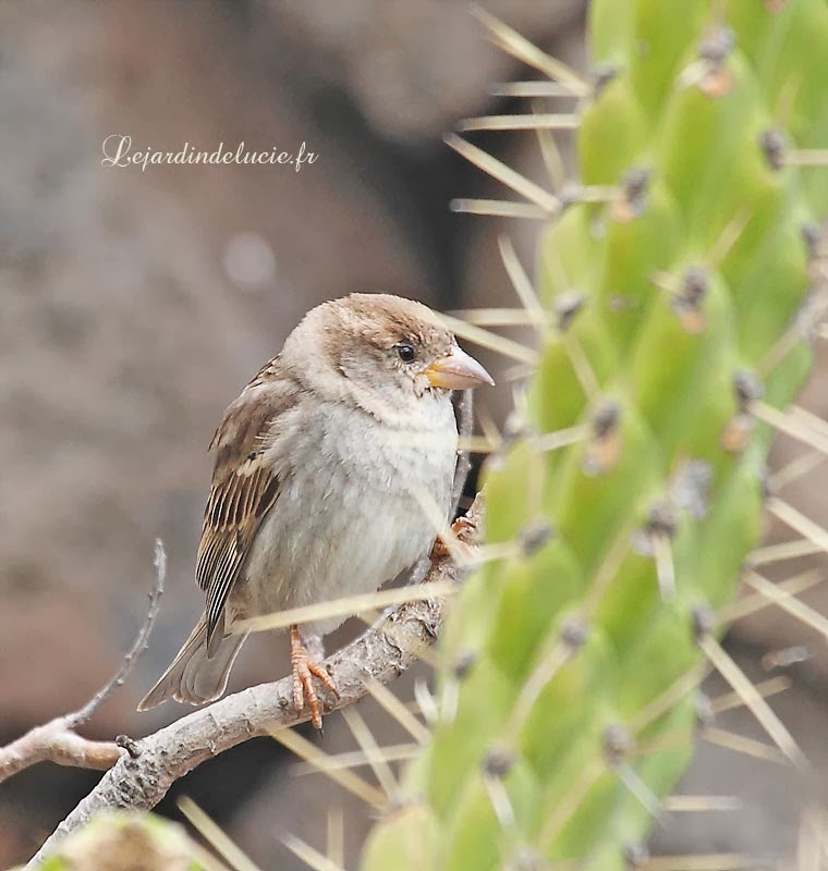 Moineau espagnol,la femelle qui ressemble à celle du Moineau domestique
