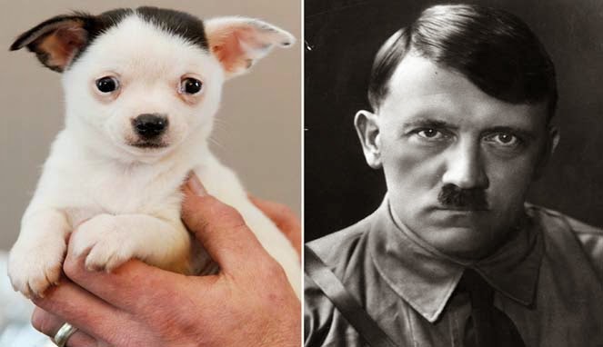Anak anjing lucu dan imut Anak anjing lucu dan imut