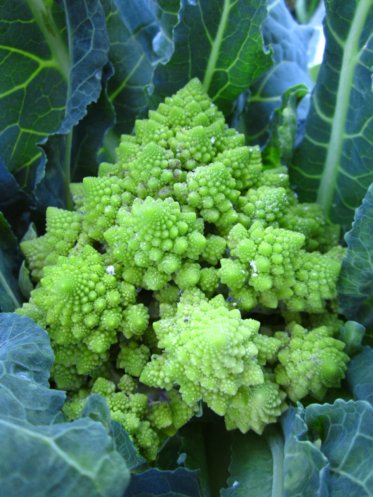 One Acre Farm January 2012