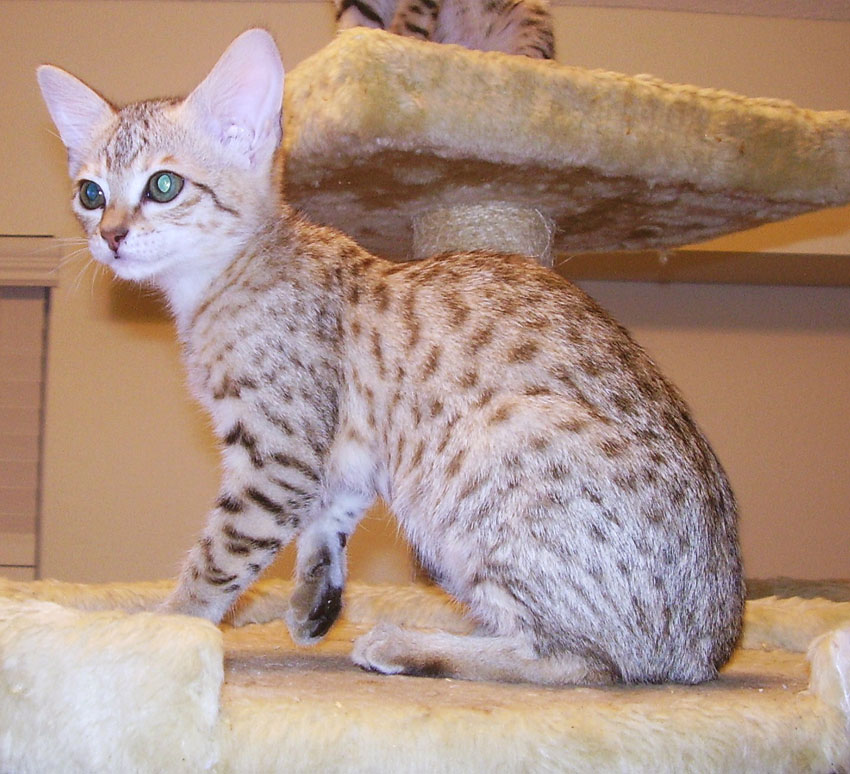 C F3 Female Savannah Kitten "Sable"Heather Goerdt Summary About B F2