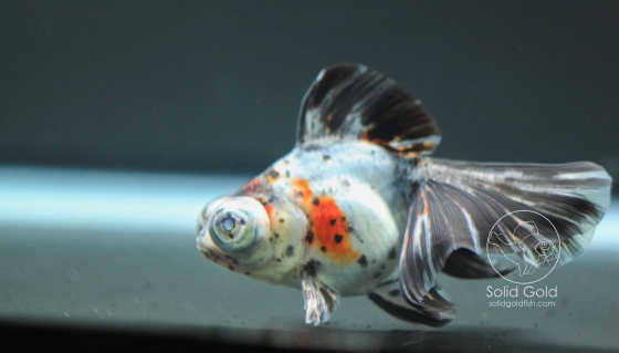 Calico Butterfly Telescope Calico Telescope Goldfish